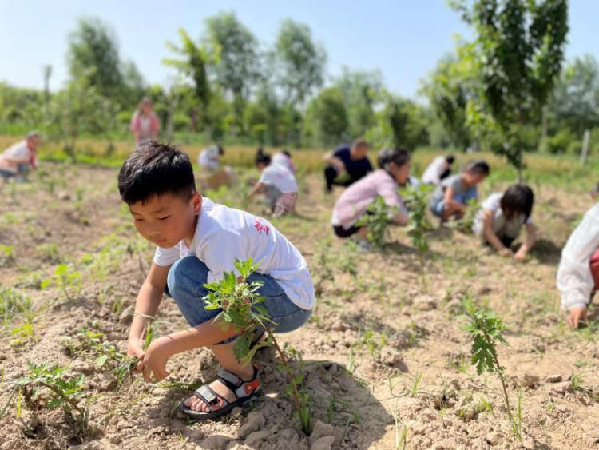 小小劳动田 五育大课堂 ——河南省武陟县中小学劳动教育开展侧记